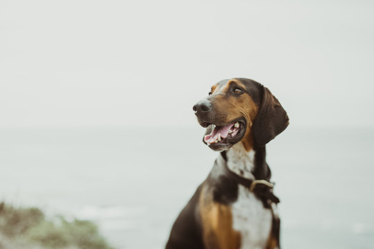 Happy Beach Dog