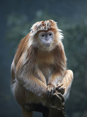 Obraz premium Javan lutung (Trachypithecus auratus)