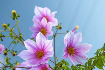 Fully Bloomed Pink Dahlia Imperialis at Garden in November