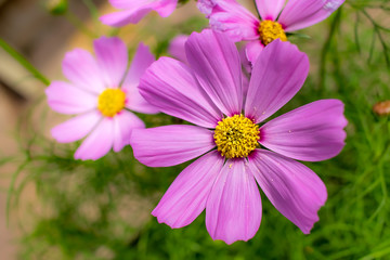 Obraz premium Sensation; Cosmos Bipinnatus; Fully Bloomed Pink Cosmos at Garden in August