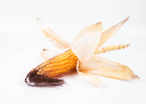 Corncob on a white background