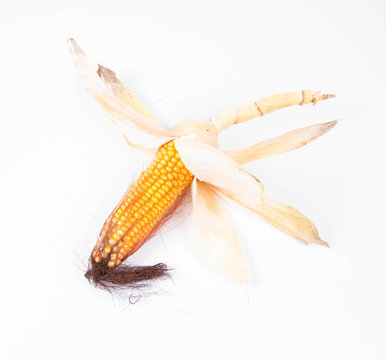 Corncob on a white background