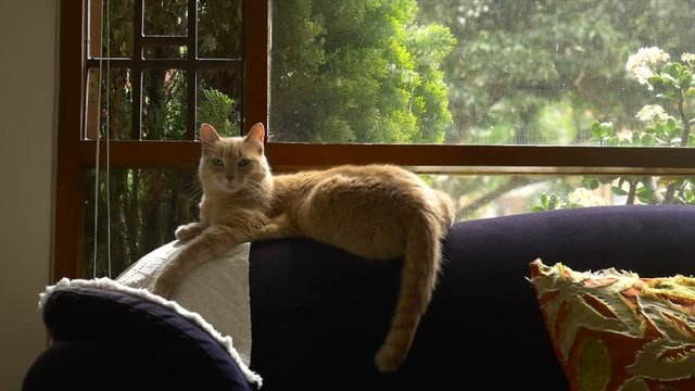 Ginger Cat on couch near window 4K