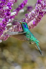 Hummingbird(Trochilidae)Flying gems