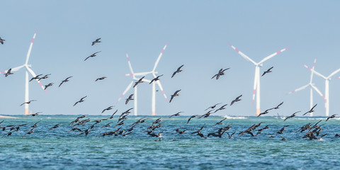 Windpark im meer