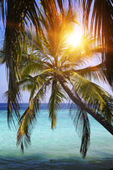 Fototapeta na wymiar Palm tree over sea in the light of the sunset . Maldives