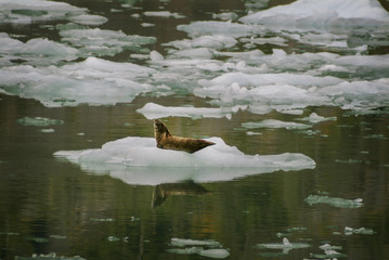 Harbor Seals on a LeConte Glacier Ice Flow. Harbor Seals and their pups are always viewed here on the icebergs "sunning" themselves in LeConte Bay, Alaska. © LoweStock