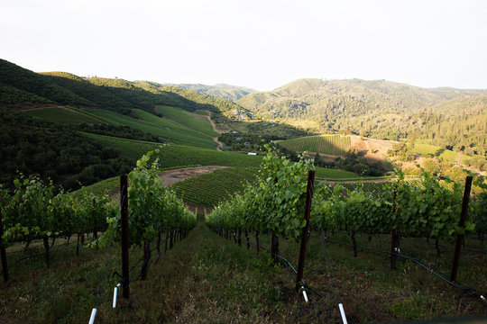 Vineyard landscape