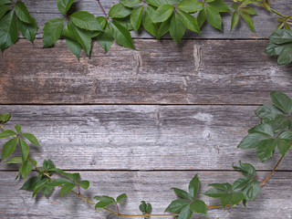 Virginia creeper on the boards