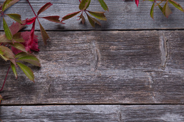 Virginia creeper on the boards