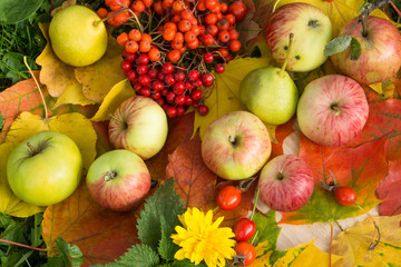 Naklejka na ściany i meble Ripe apples and rowan berries on bright autumn leaves