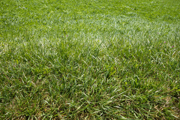 Grass background 
