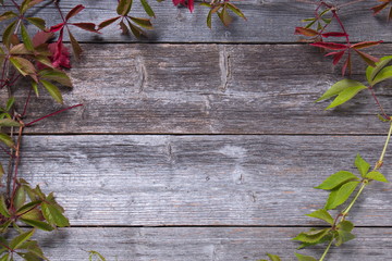 Virginia creeper on the boards