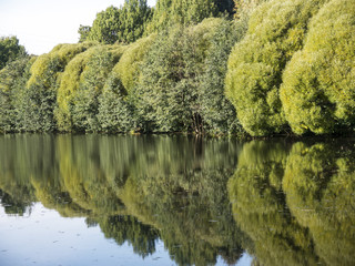 Wall of green trees around forest pond reflected in water