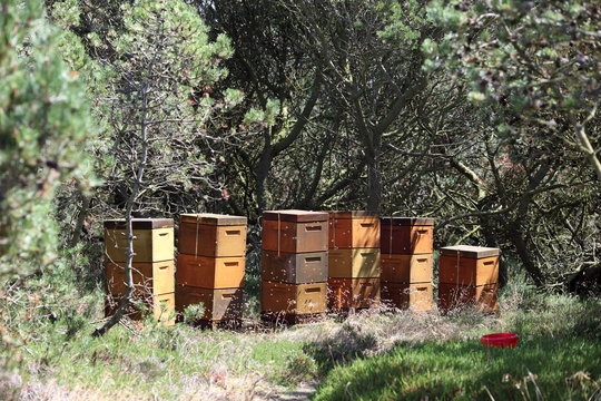 Beehives in nature