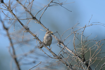 Sparrows