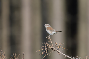 Fototapeta premium Red-backed Shrike