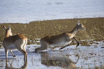 Lechwe in water jumping