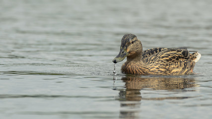 Mallard female on the water