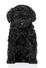 Toy poodle puppy on white