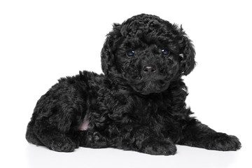 Poodle puppy (1 month) on white background