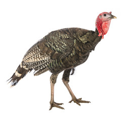 turkey (Meleagris gallopavo f. domestica) isolated on a white