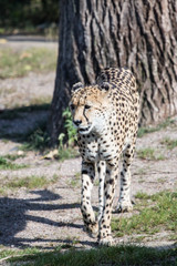 guépard