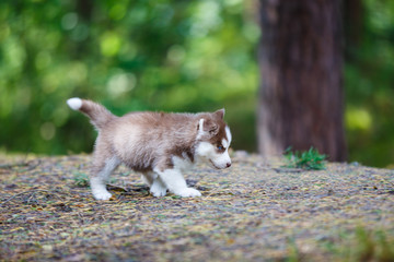 Husky puppy in a forest
