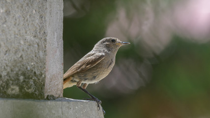 Fototapeta premium Nightingale