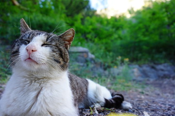 Cat Close Up Nature Animal