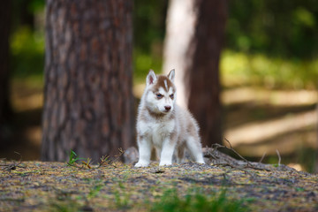 Naklejka na ściany i meble Husky puppy in a forest