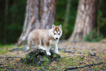 Naklejka na ściany i meble Husky puppy in a forest