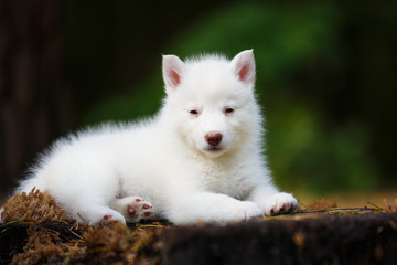 Naklejka na ściany i meble White husky puppy