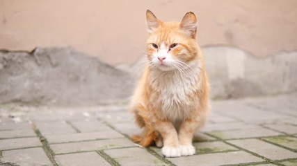 Old ginger homeless cat on the street. 4K Slowmotion.
