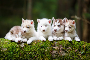 Troop of husky puppies © castenoid