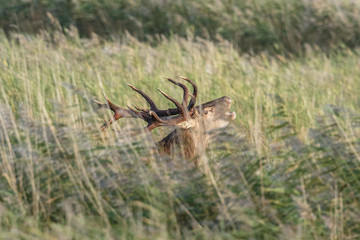hirsch im schilf