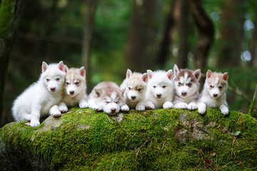 Naklejka na ściany i meble Troop of husky puppies