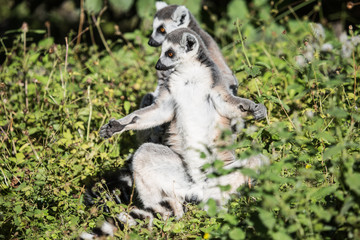 Suricate