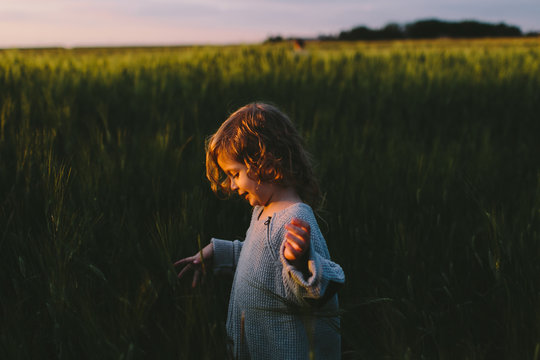 Curly little boy walking through the barley field