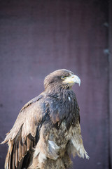 Rapace