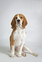 beagle dog