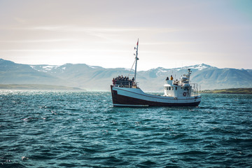 Icelandic fishing boat for whale watching.