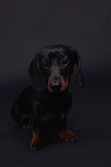 Dachshund dog