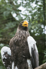 Aigle