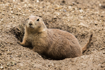 Chien de prairie