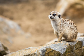 Suricate