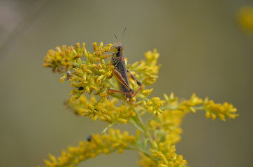 grass hopper