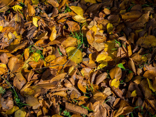 Yellow leaves