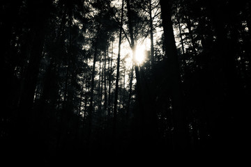 Naklejka premium Spooky forest, horror atmosphere, black and white
