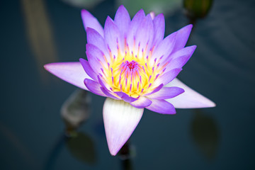 熱帯スイレンの花